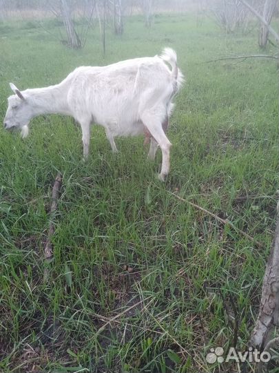 Козы дойные молочные