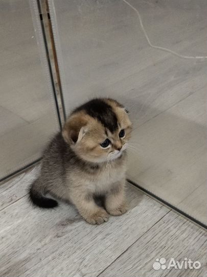 Шотландский вислоухий котëнок