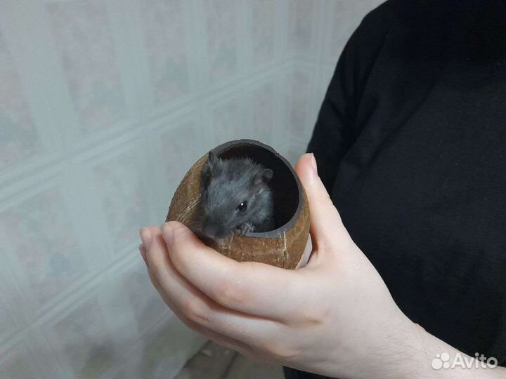 Монгольская песчанка
