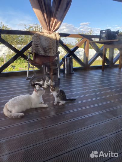 Котик в дар бесплатно