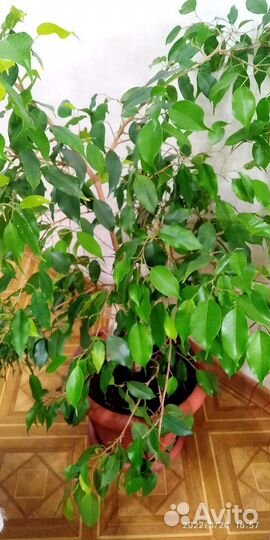 Комнатные цветы