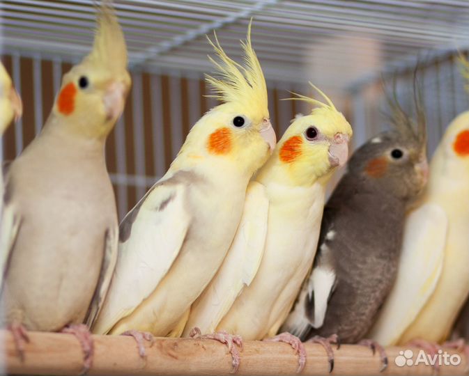 Попугай Нимфа птенцы