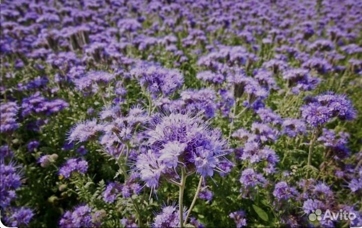 Семена фацелии