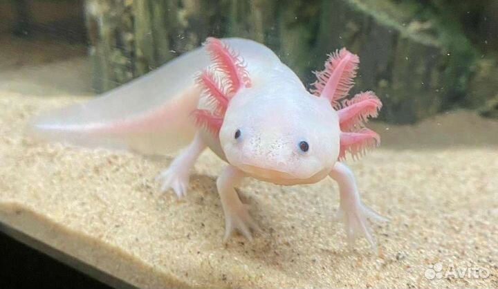 Аксолотль лунтик (жетлый, черный, белый) 10см-20см