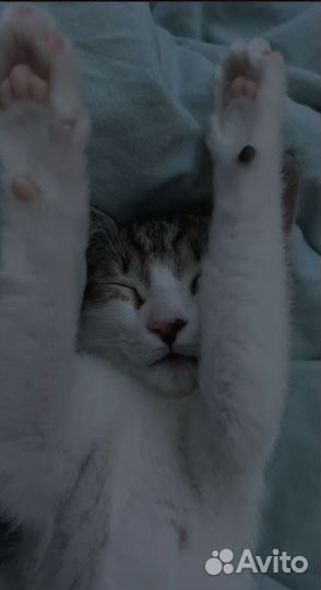 Кошка