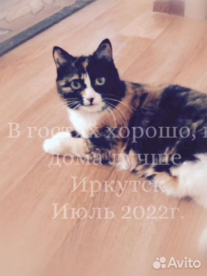 Передержка