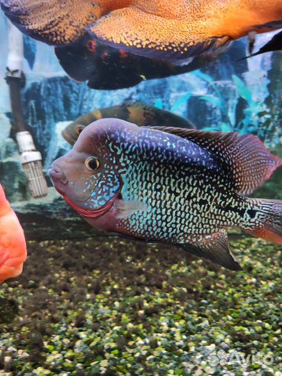 Фловер хорн самка