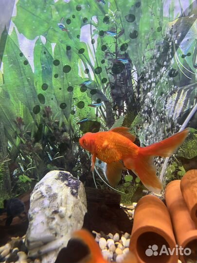 Золотая Рыбка Телескоп