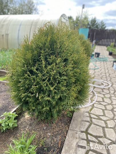 Туя гибридная смарагд (высокой и пышной)