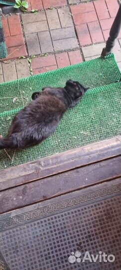 Подбросили на даче ласкового чёрного кота