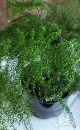 Березка и другие цветы