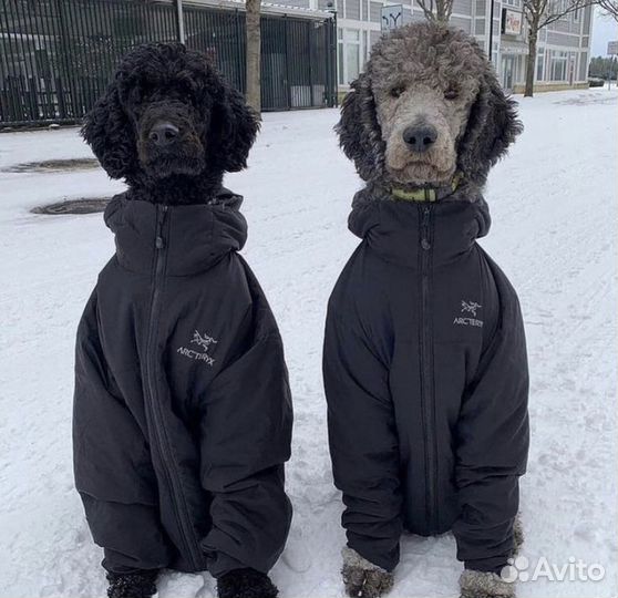 Ветровка арктерикс