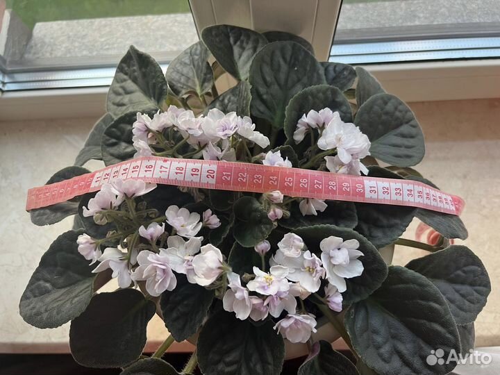 Фиалка (сенполия) махровая