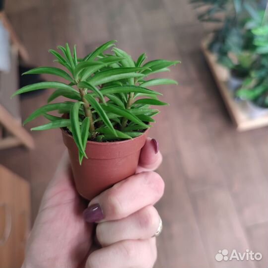 Пеперомия Хэппи Бин