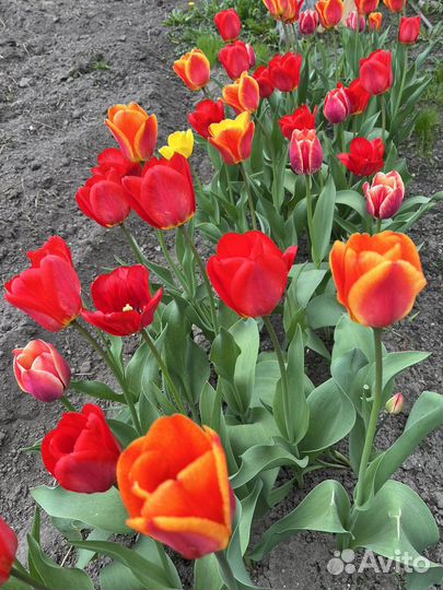 Луковицы тюльпанов