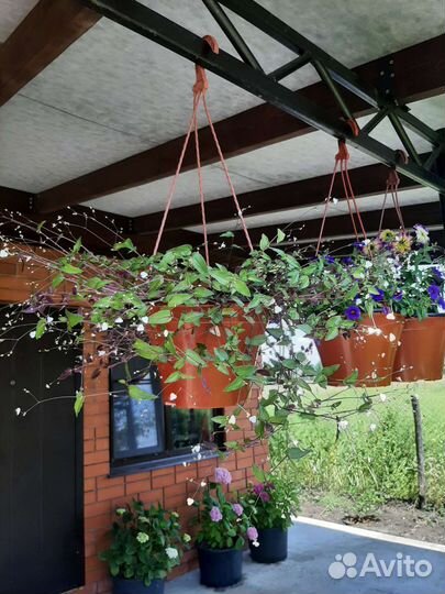 Традесканция гибазис (фата невесты)