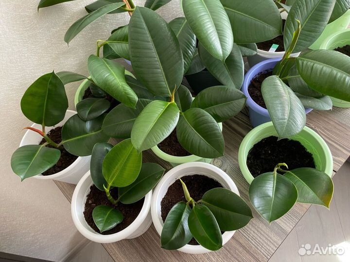 Фикус в ассортименте