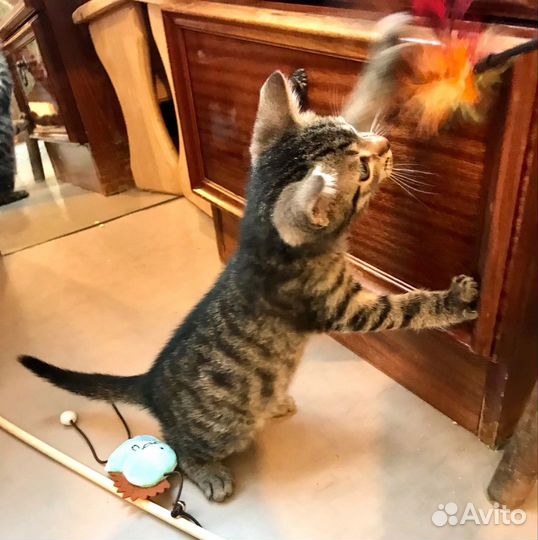 Котята шпротики