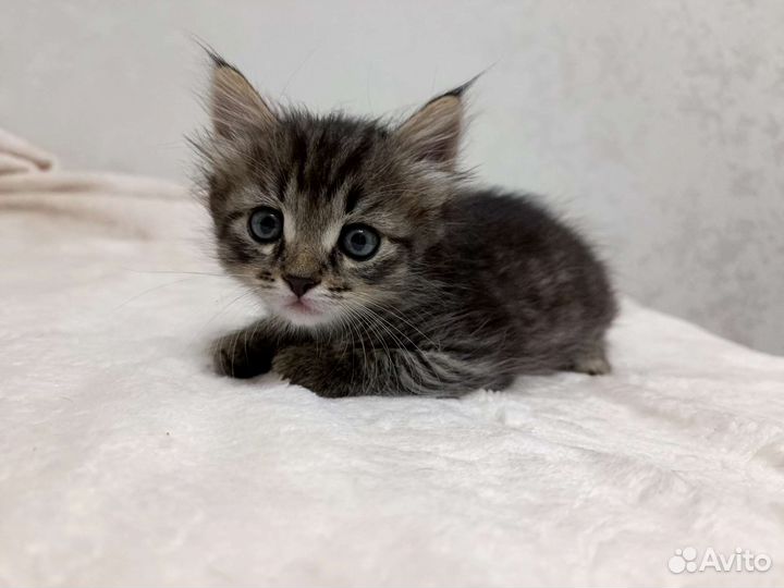 Котёнок 1 мес