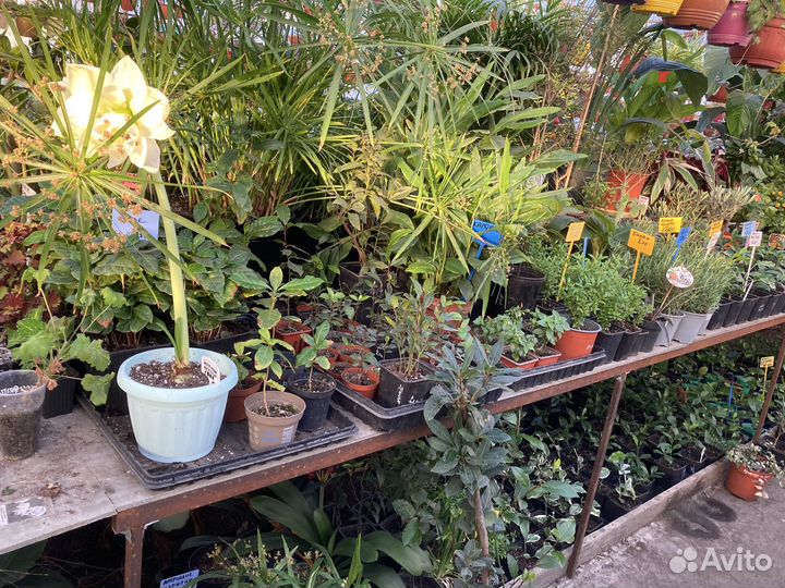 Кофе Арабика из питомника растений