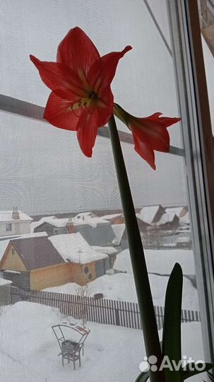 Цветы гиппиаструм комнатные