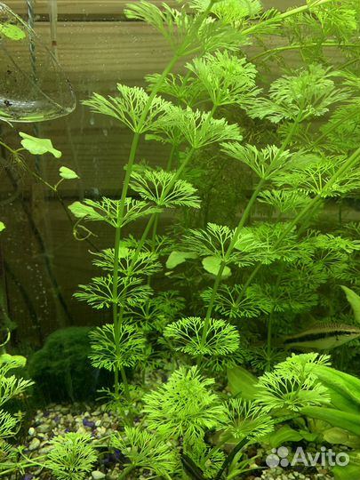 Лимнофила (аквариумное растение)