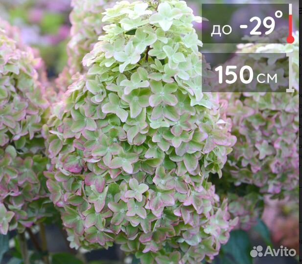 Металлика-гортензия-Новинка