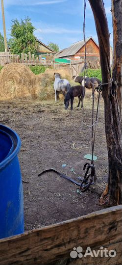 Жеребчик пони