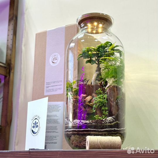 Флорариум Neopure Аполлион большой люкс издание
