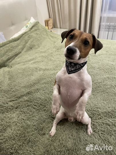 Ошейник для щенка