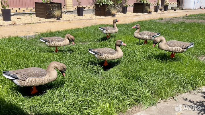 Чучела гусей поле- вода