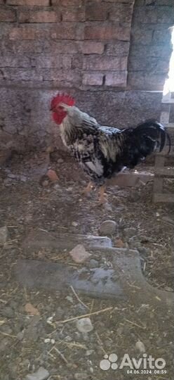 Петух молодой