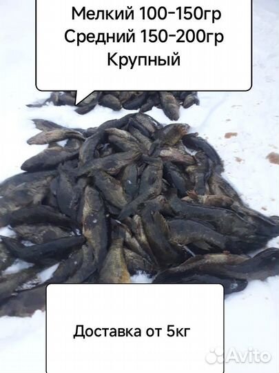 Свежая рыба