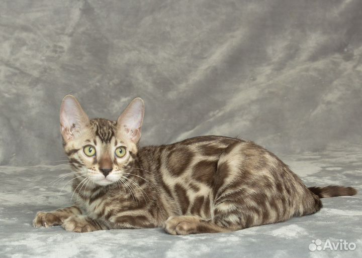 Бенгальский мальчик из питомника