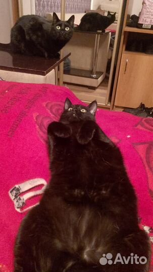 Отдам бесплатно