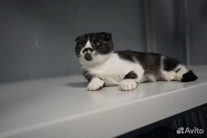 Котенок девочка 3 мес