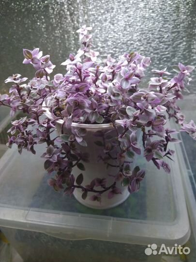 Каллизия розовая пантера