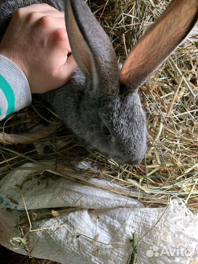 Продам кроликов