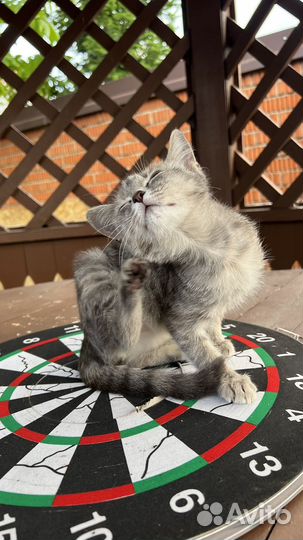 Котенок бесплатно девочка