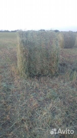 Сено в рулонах 2023