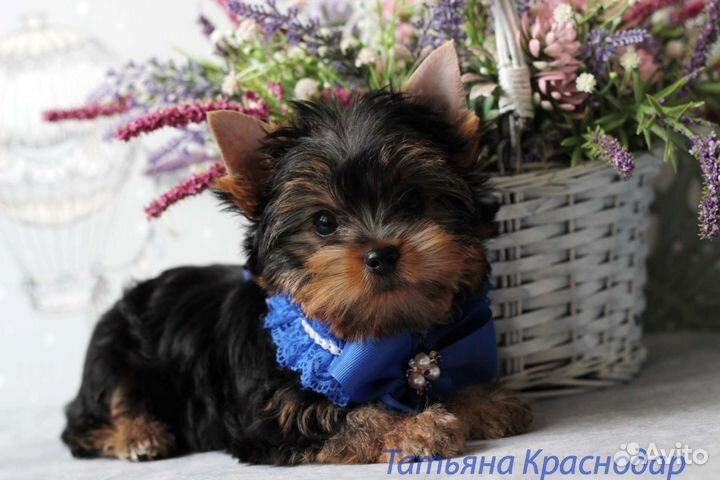 Щенки йорка РКФ. Полностью готовы к переезду