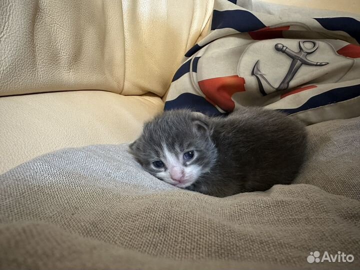 Кошка в дар бесплатно
