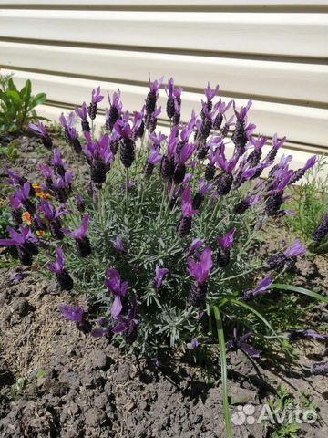 Саженцы многолетних цветов