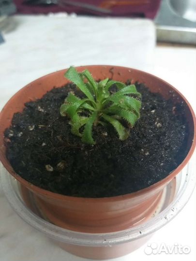 Росянка Хищное растение