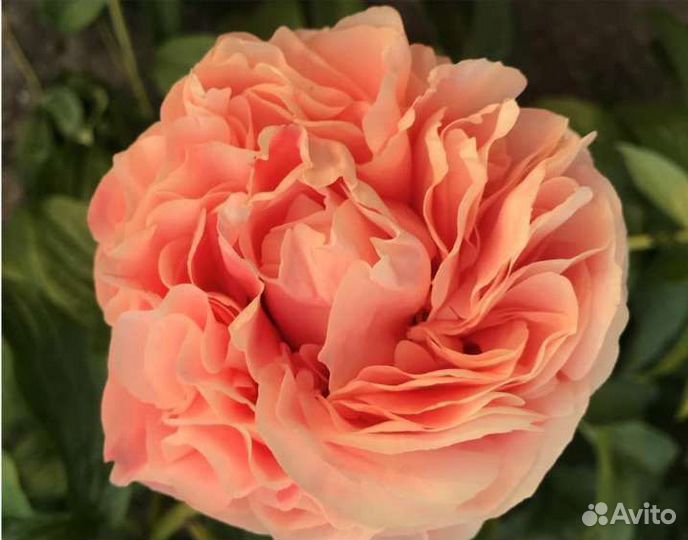 Пионы саженцы