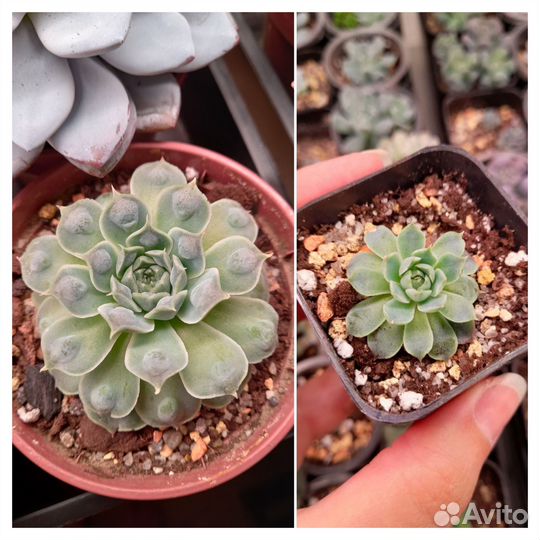 Разные суккуленты 3