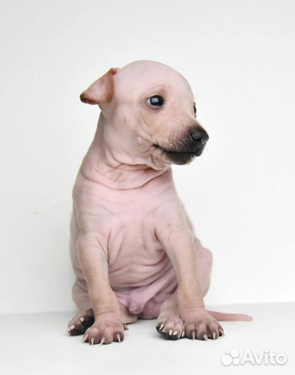 Щенки американского голого терьера