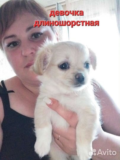 Чихуахуа щеночки