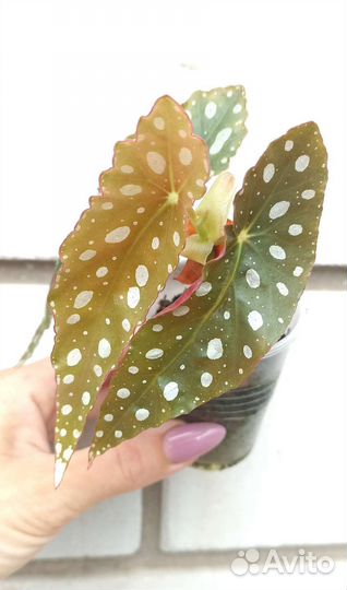 Бегония Макулата Maculata