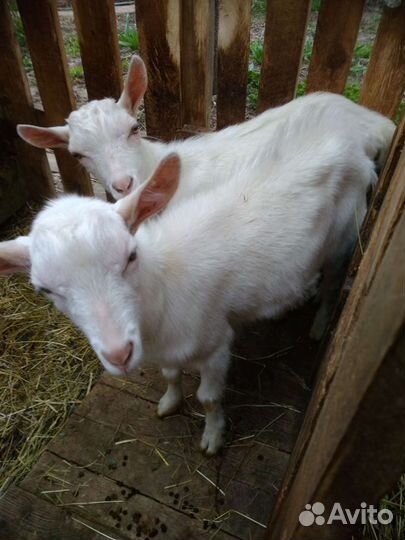 Молоко козье